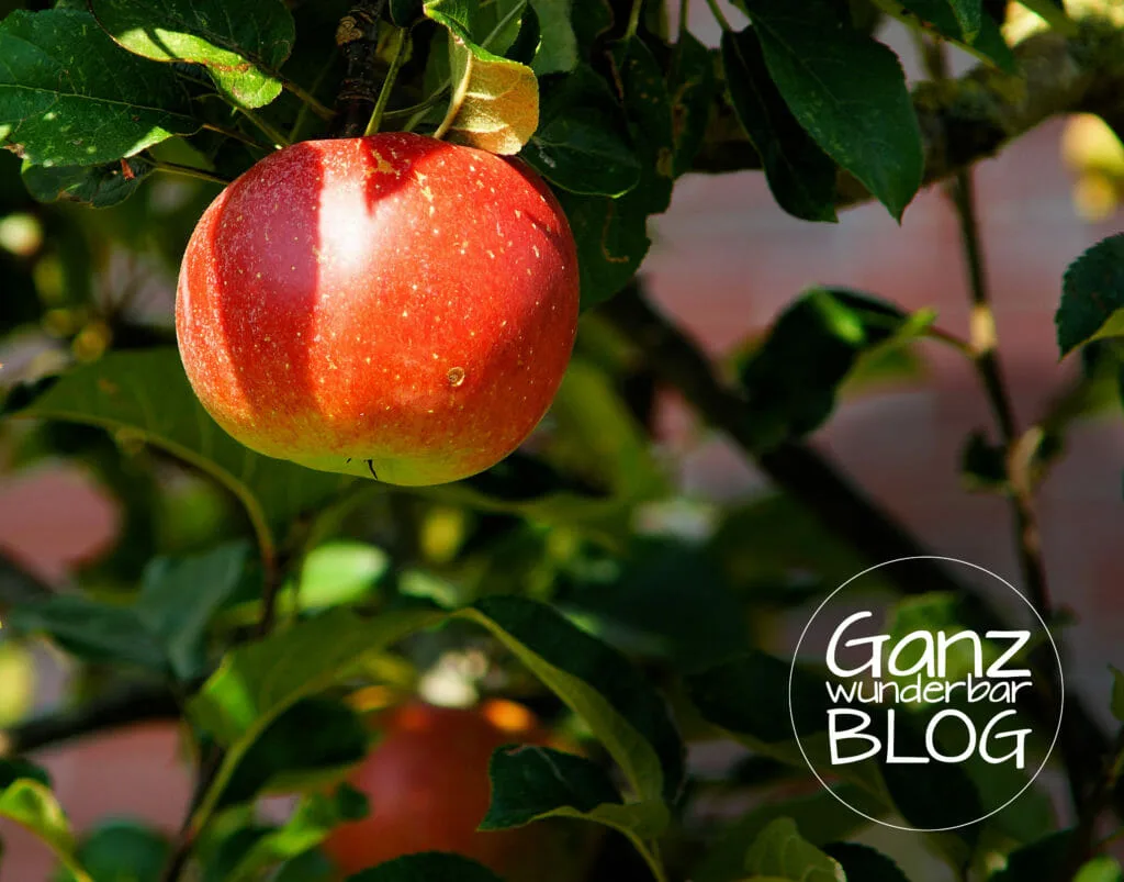 apple-tree-429213