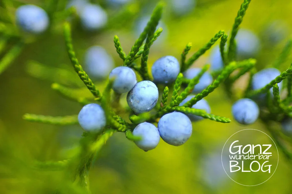 berries-221193
