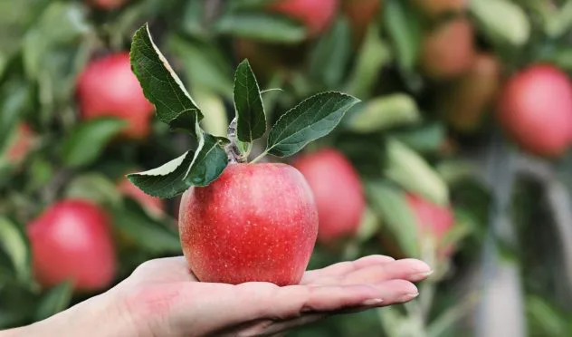 Äpfel