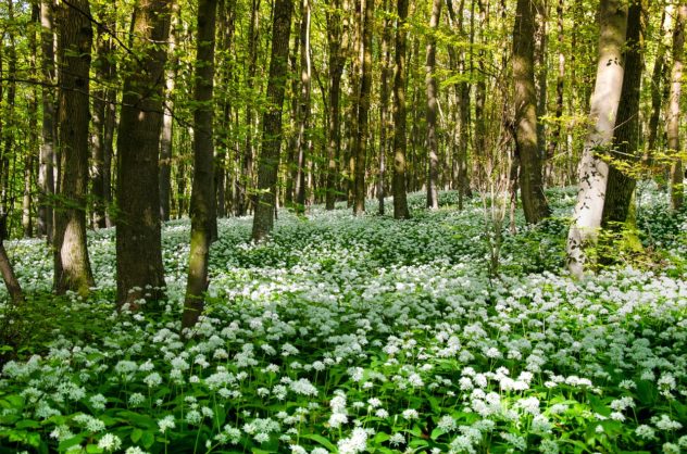 Kräuterspaziergang
