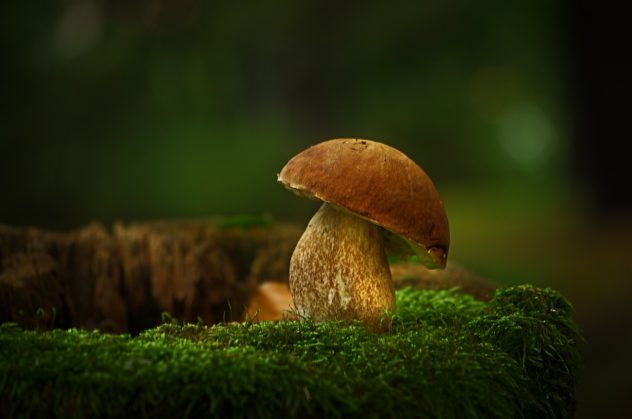 Steinpilze beim Waldbaden