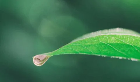 CBD Öl gegen Angst