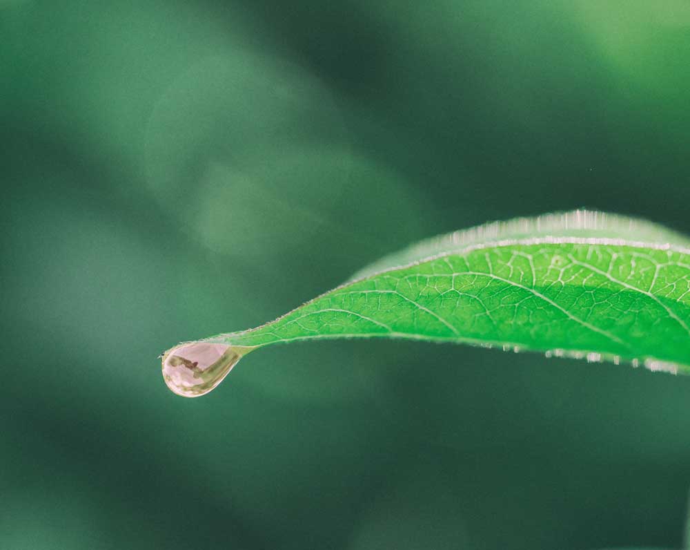 CBD Öl gegen Angst