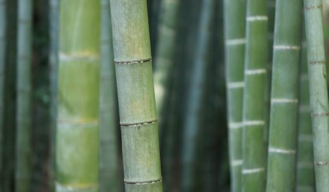 Die Vorteile von Bambus