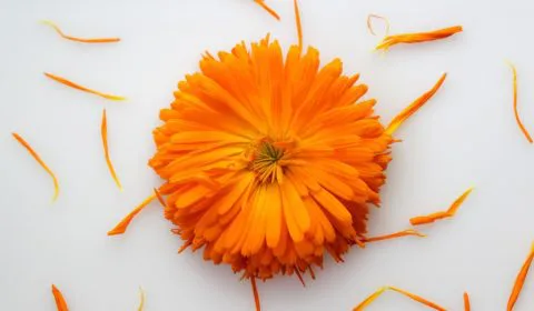 Heilpflanze Calendula