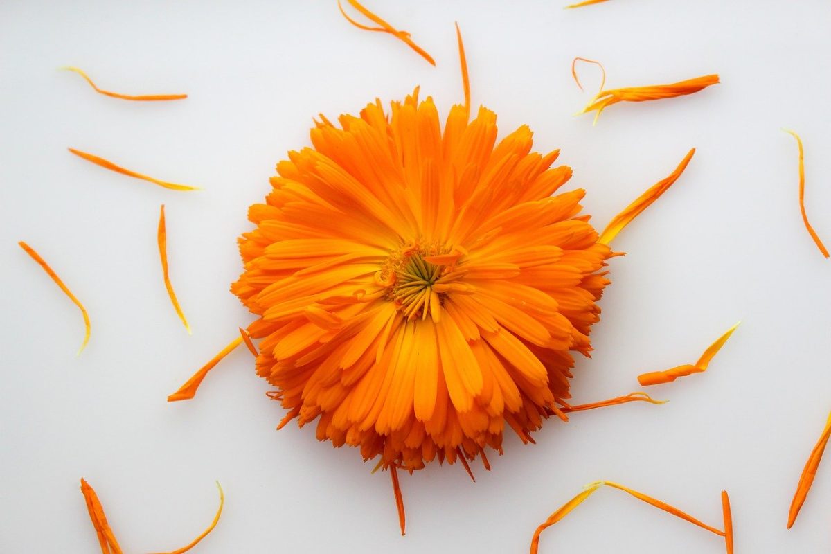 Heilpflanze Calendula