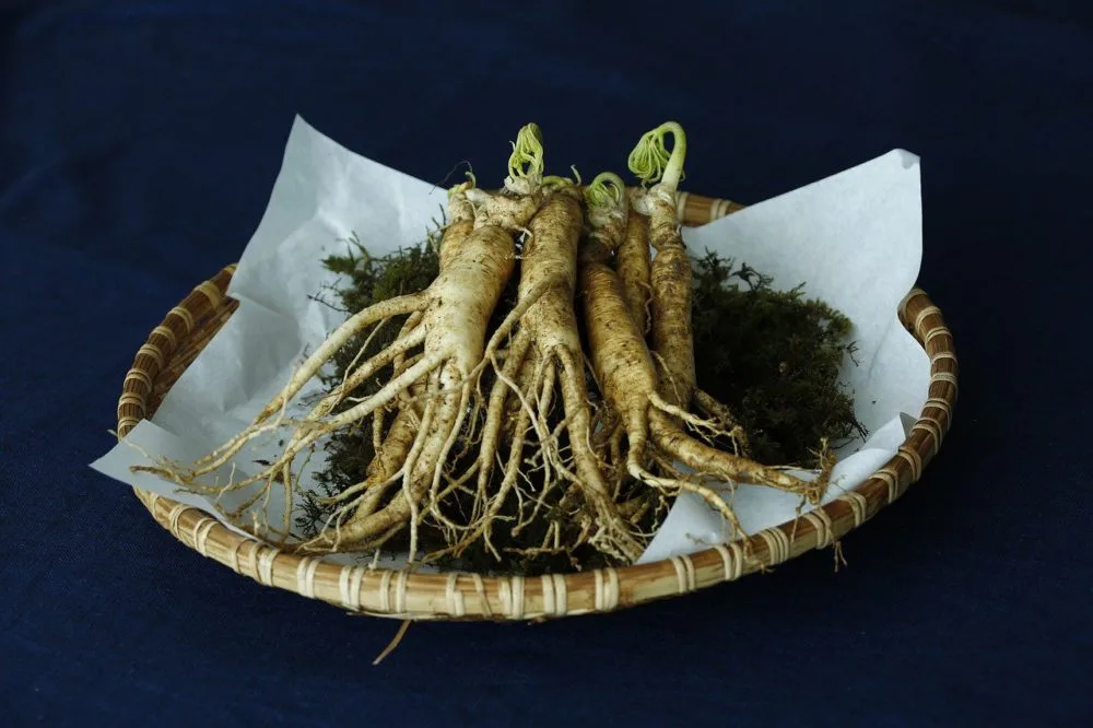 Immunsystem mit Ginseng stärken