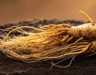 Ginseng