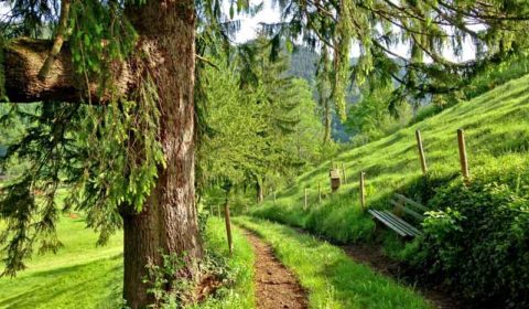 Yoga Urlaub im Schwarzwald