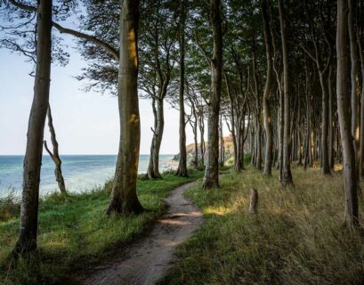 Wald und Strand am Ostseebad Binz