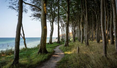 Wald und Strand am Ostseebad Binz