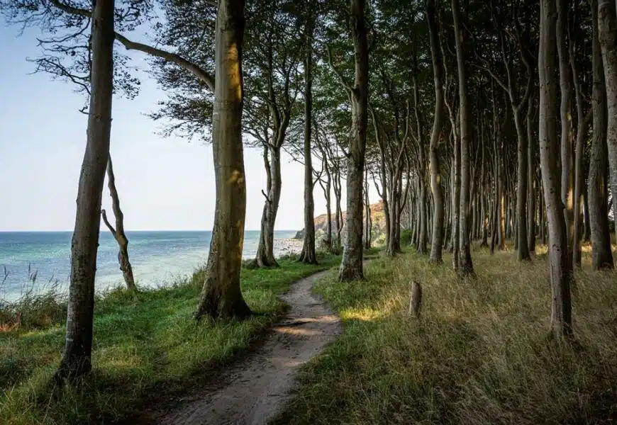 Wald und Strand am Ostseebad Binz