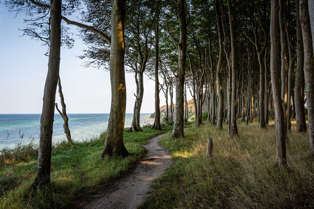 Wald und Strand am Ostseebad Binz