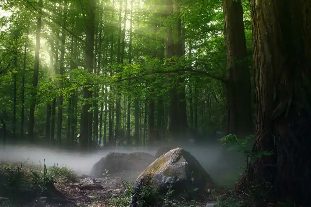 Grüne Bäume im Wald mit Nebel auf dem Boden