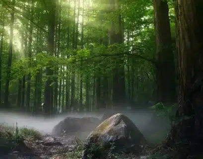 Grüne Bäume im Wald mit Nebel auf dem Boden