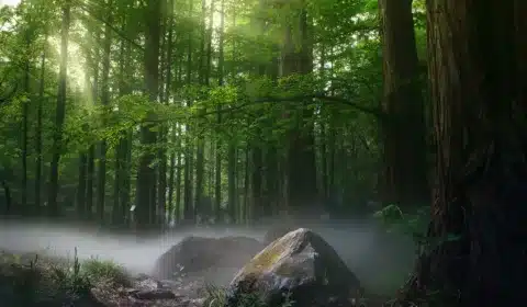 Grüne Bäume im Wald mit Nebel auf dem Boden