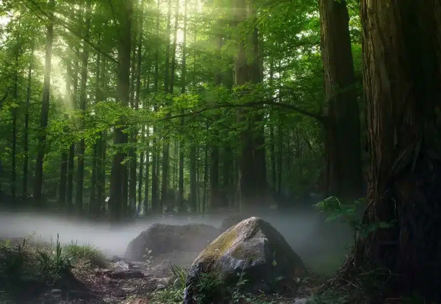 Grüne Bäume im Wald mit Nebel auf dem Boden