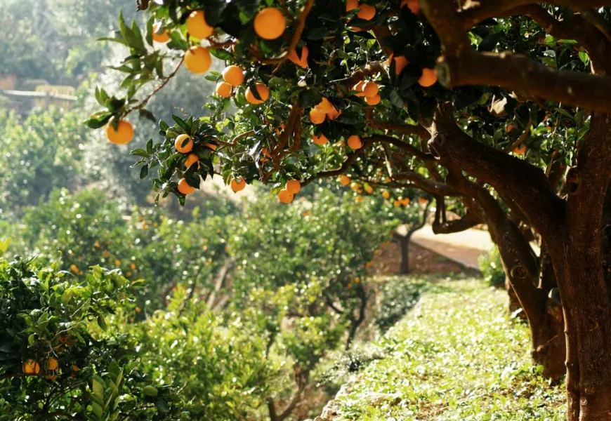 Orangenbaum auf Mallorca