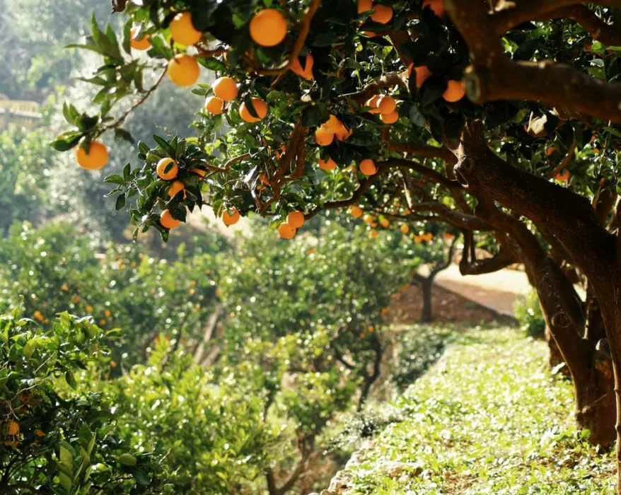 Orangenbaum auf Mallorca