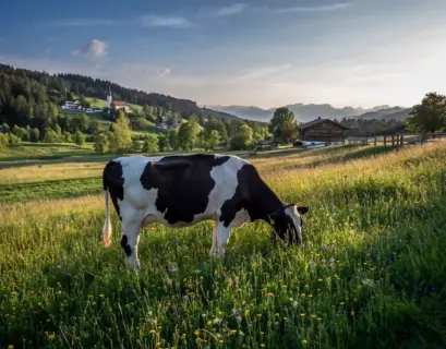 Kuh auf einer Wiese in Bayern