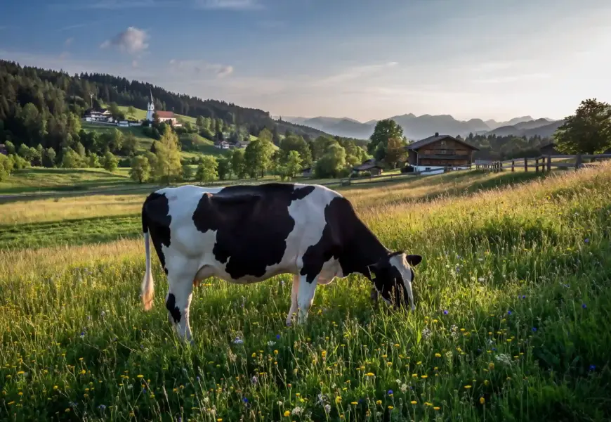 Kuh auf einer Wiese in Bayern
