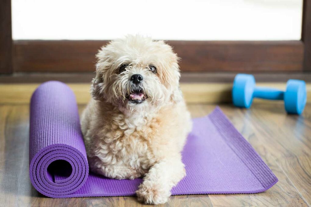 Hund liegt auf einer Yogamatte und schaut in die Kamera
