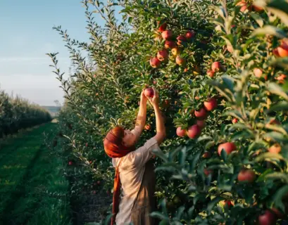 Frau pflückt Äpfel selber