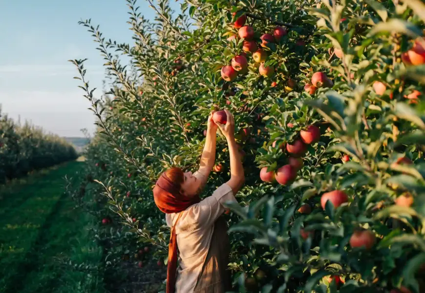 Frau pflückt Äpfel selber