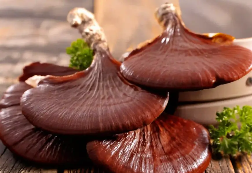 Vitalpilz Reishi