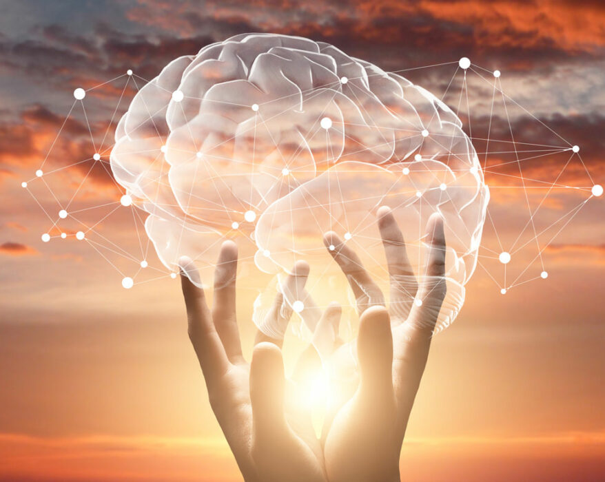 Weibliche Hände berühren Gehirn mit Netzwerkverbindungen des Endocannabinoid-Systems