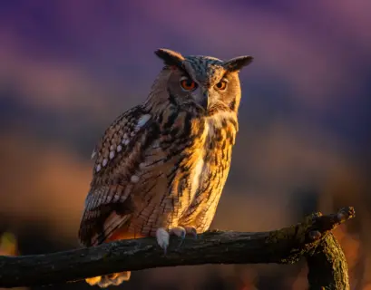 Eule in der Abenddämmerung
