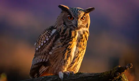 Eule in der Abenddämmerung